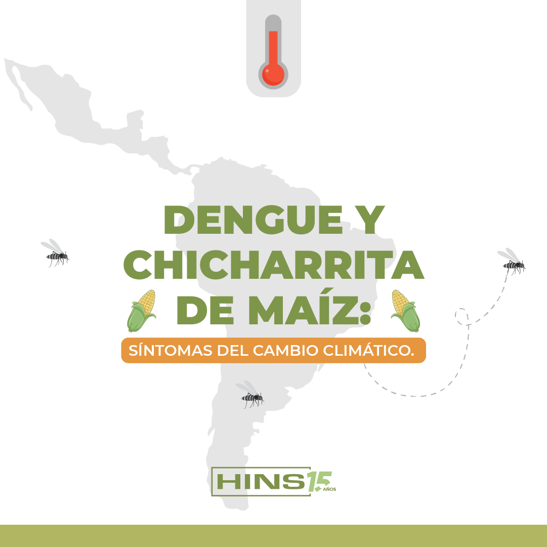 Dengue y Chicharrita de maíz: síntomas del cambio climático. ¿Cómo se relacionan?
